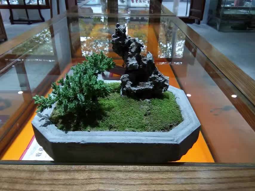 金磚菖蒲盆
